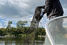 В Волгу из сетей браконьеров выпустили 200 кг рыбы 